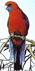 crimson rosella