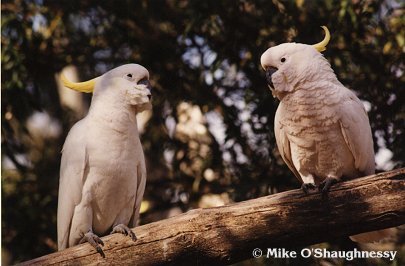 Sulphur-crested cockatoo