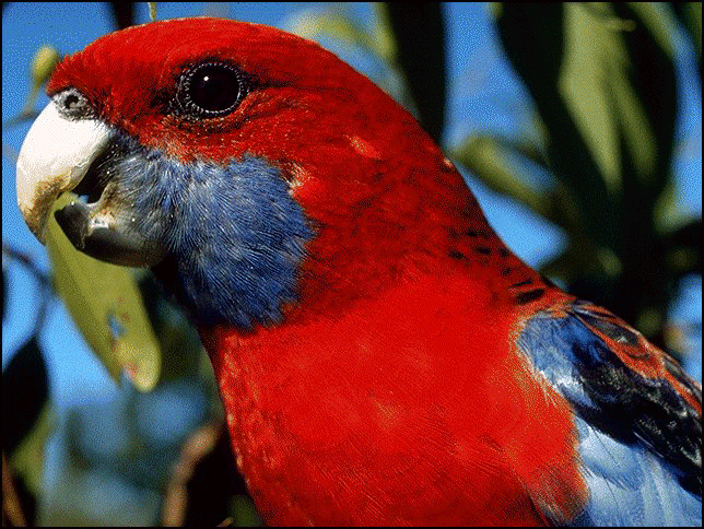 crimson rosella