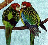 eastern rosellas