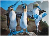 Blue Footed Booby drawing