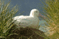 Nesting albatross