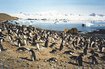 Adelie penguins at Brown Bluff