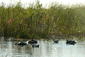 Hippos in Kwando River