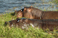 Hippos in Chobe River