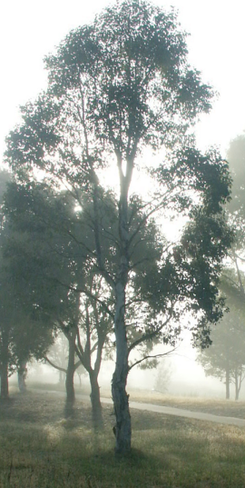 Foggy tree