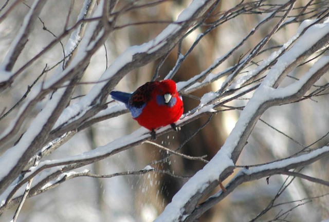 Crimson Rosella