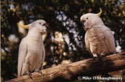 Sulphur-Crested Cockatoo