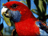 crimson rosella