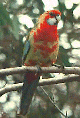 Cross breed rosella