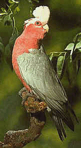 galah