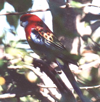 Cross-breed Rosella (Mar 97)