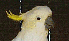 sulphur-crested cockatoo