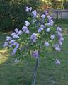Helen's lilac tree