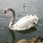 White black swan