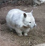 Albino wombat