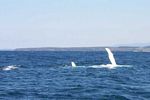 Humpback whales waving