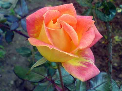 Peace rose from Allan's garden