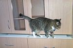Puss exploring the new kitchen in 2004