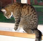 Puss examining the new windowsill