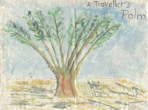 Traveller's Palm by Dad and Helen