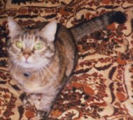 Saffy blending into the bedspread