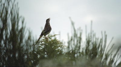 Wattle bird