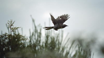 Wattle bird