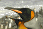 King Penguins