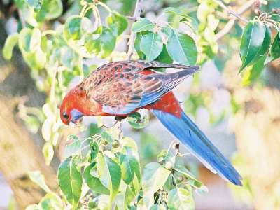 Crimson rosella (adult)