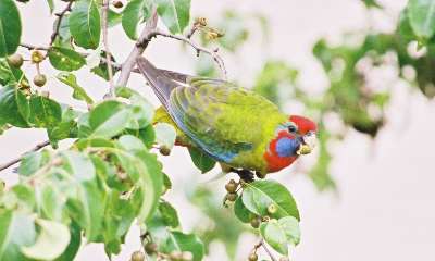 Crimson rosella (juvenile)