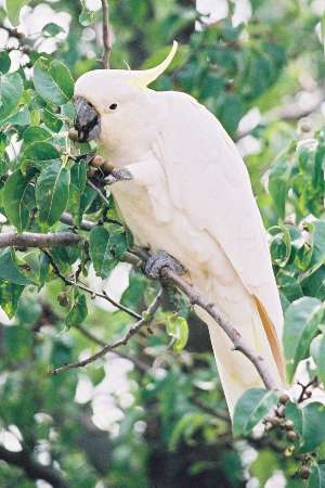 Sulphur crested cockatoo