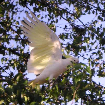 Sulphur crested cockatoo