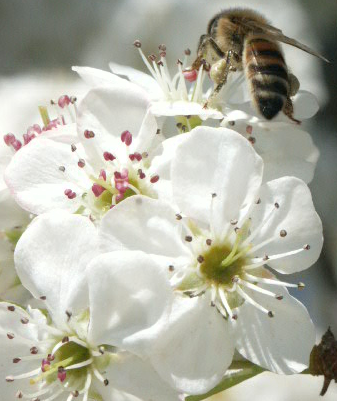 Bee pollinating Callery pear flower