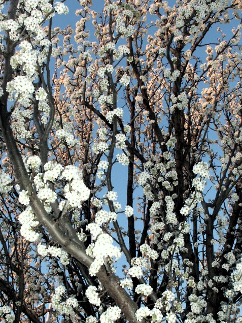 Callery pear blossom at sunset