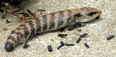 Blue-tongued skink