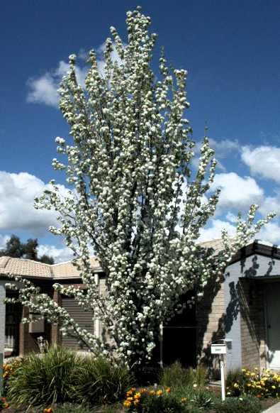 Callery pear tree in nature strip