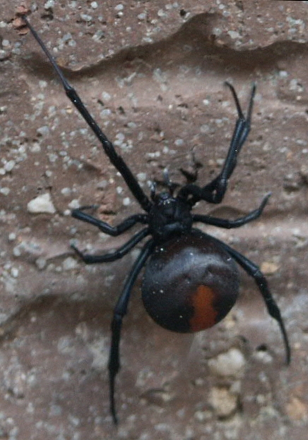 Female redback spider