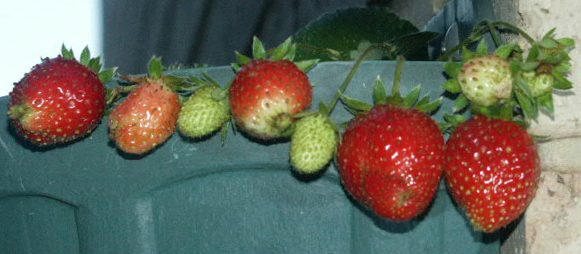 Strawberries in a wall planter